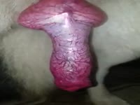 Several pussies get banged in dog creampie compilation